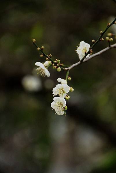 至成公園梅花 147