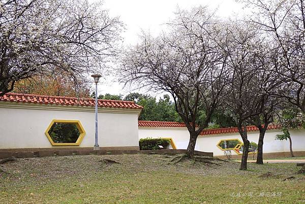 志成公園梅花開了 063