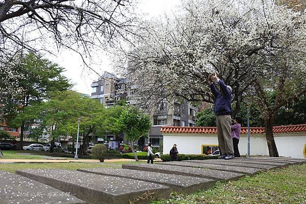 志成公園梅花開了 045