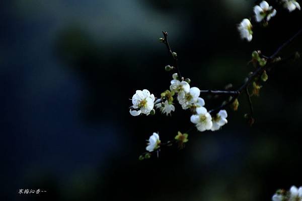 至成公園梅花 007