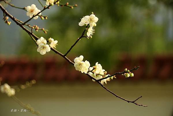 至成公園梅花 260