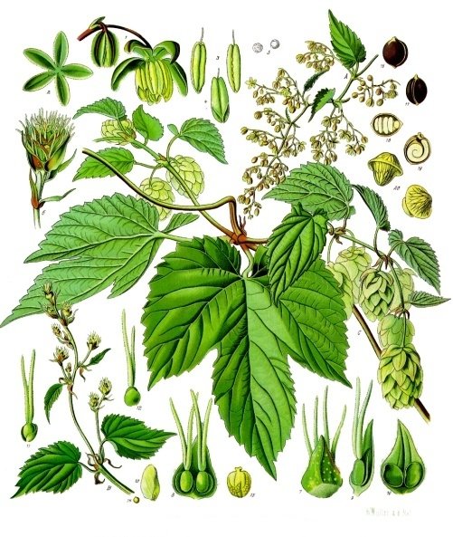 Humulus_lupulus_-_Köhler–s_Medizinal-Pflanzen-072