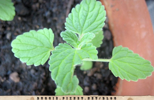 cat mint