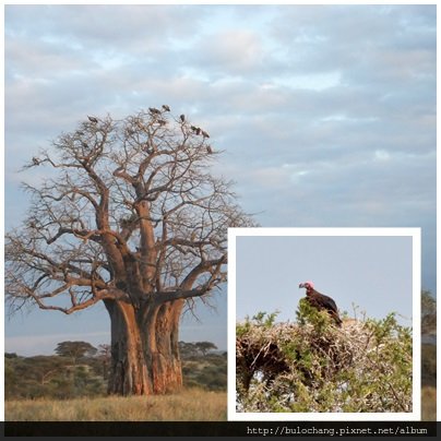 lappet faced vulture 52.jpg