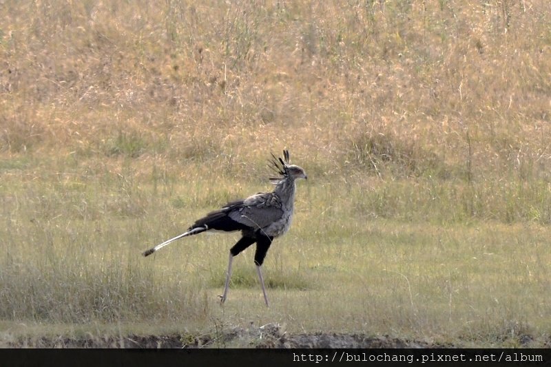 secretary bird 53.jpg