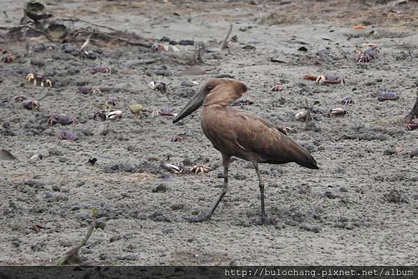 10. 錘頭鸛 hamerkop.jpg