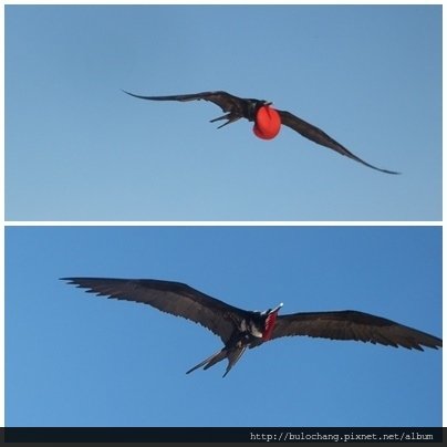 6. 軍艦鳥  Frigatebird 11.jpg