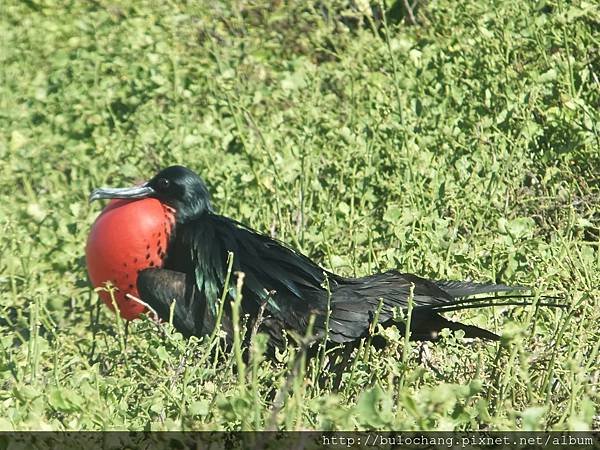 5. DSCF3758 軍艦鳥  Frigatebird.JPG