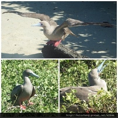 8. 紅腳鰹鳥 Red-footed booby.jpg