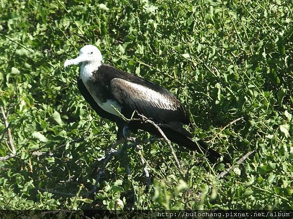 7.1. DSCF3761 軍艦鳥  Frigatebird female.JPG