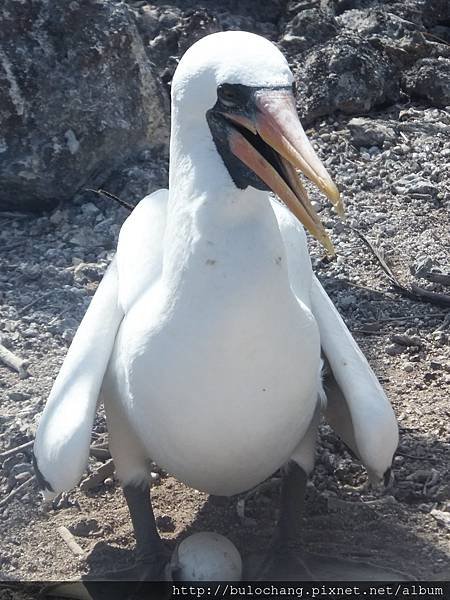 15. DSCF4206 藍臉鰹鳥 Masked booby.JPG