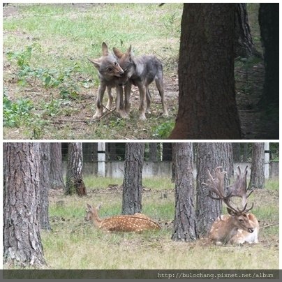 5.15.  野狼與鹿.jpg