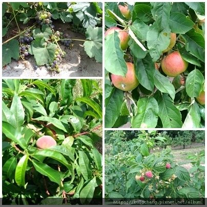 5.  蘋果  桃子   葡萄  覆盆子raspberry.jpg