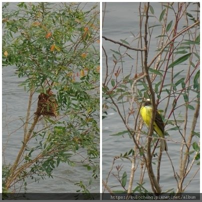 9. 大食蠅霸鶲 Great kiskadee.jpg