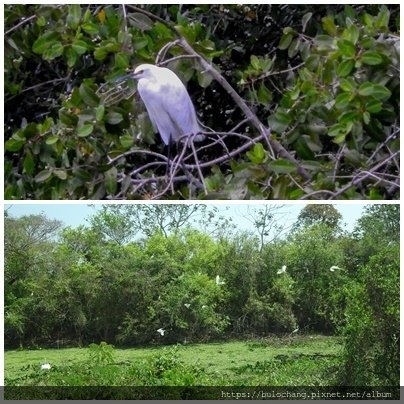 20.  雪鷺 Snowy egret a.jpg