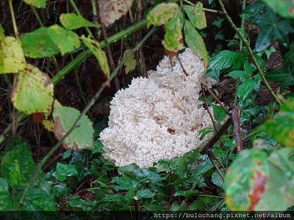 3.  珊瑚狀猴頭菌 ( Carol Tooth–fungus ).JPG