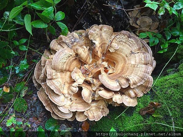 2.1.   大部份蓋菌 ( Black – staining Polypore ,  或     giant polypore  ).JPG