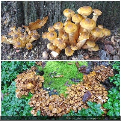 10.  蜜環菌屬 Armillaria mellea.jpg