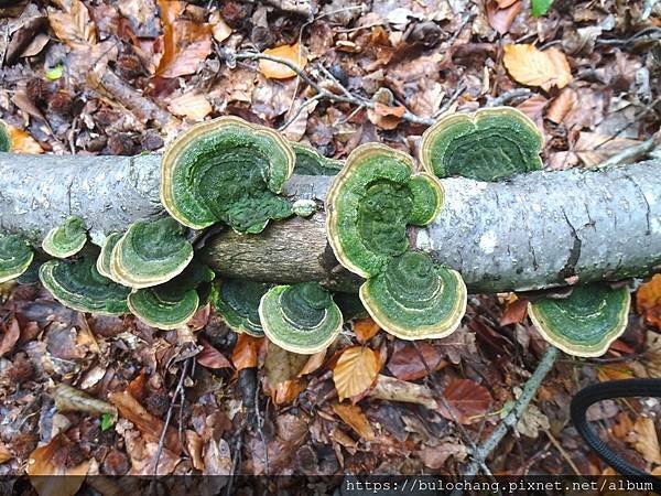 7.  雲芝 Bracket fungus  (  雲芝, 與靈芝同屬.  )    Polypore.JPG