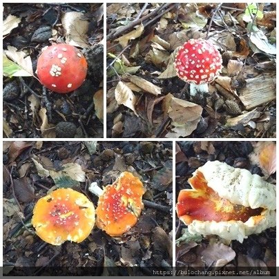 14.  毒蠅傘 fly agaric.jpg