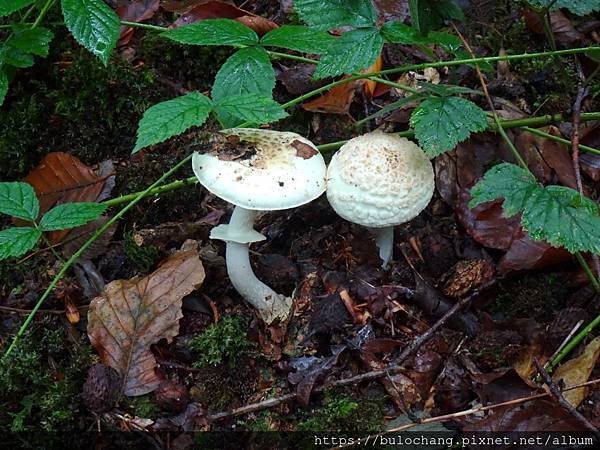 13.  ( 有劇毒的  )  毒鵝膏   death cap.JPG