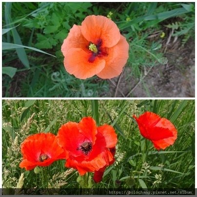 1.4.  罌粟花深淺.jpg