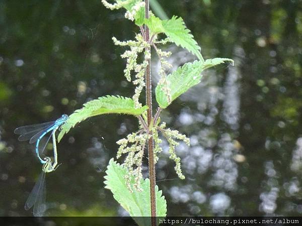 4.3.  DSC04615 天藍細蟌  Azure damselfly.JPG