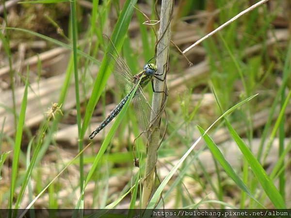 4.1.  DSC04597 Hairy dragonfly 毛髮蜻蜓.JPG