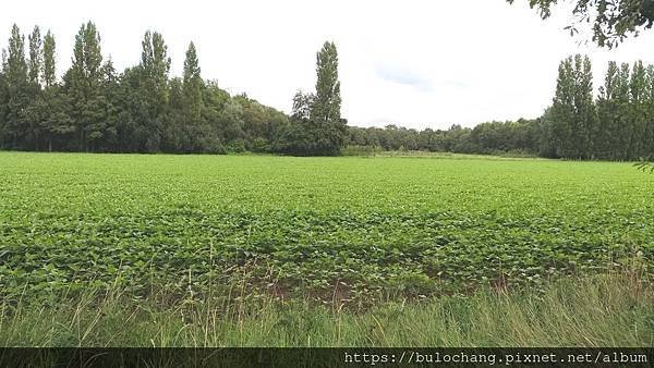 摘榛果hazelnut  找河狸 Beaver 去 !