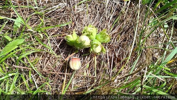 榛果 hazelnut 春夏秋冬的一生