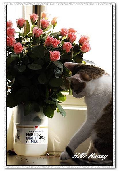 nEO_IMG__MG_0115.jpg