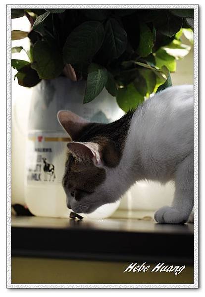 nEO_IMG__MG_0117.jpg