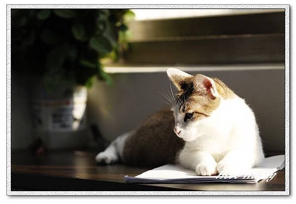 nEO_IMG__MG_0174.jpg