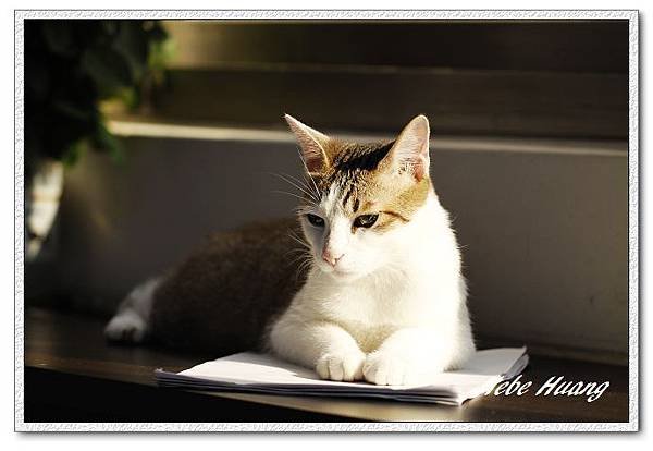 nEO_IMG__MG_0184.jpg