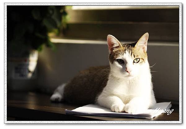 nEO_IMG__MG_0186.jpg