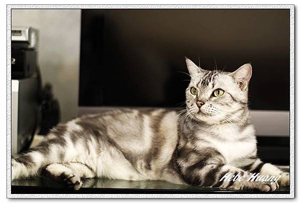 nEO_IMG__MG_9590.jpg