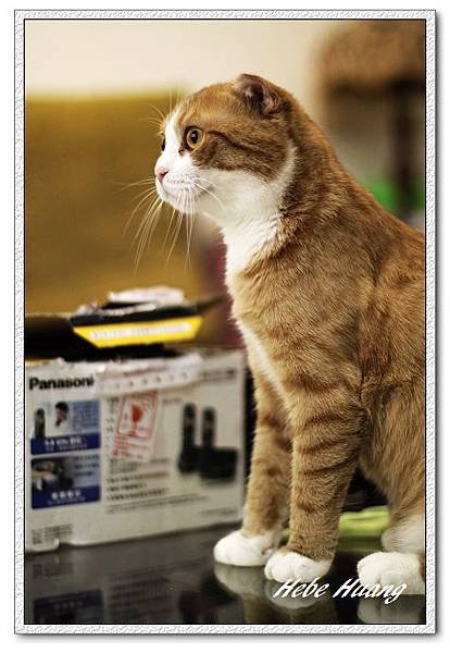 nEO_IMG__MG_9678.jpg