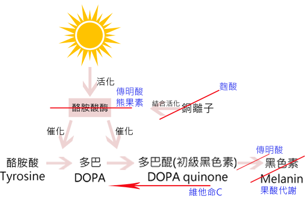 黑色素2