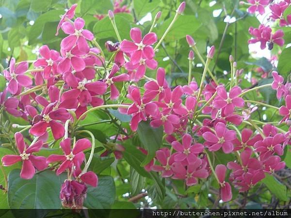 植物園 018.JPG