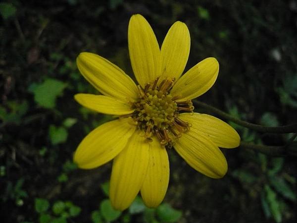 四分尾山森態萬花筒-臺灣原生植物-臺灣山菊