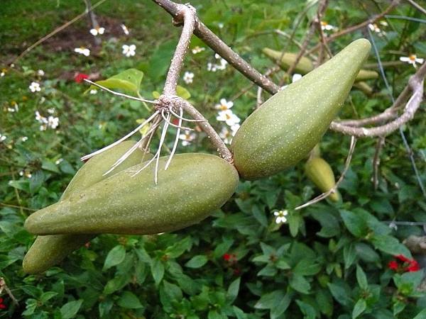 四分尾山森態萬花筒-臺灣原生植物-華他卡藤