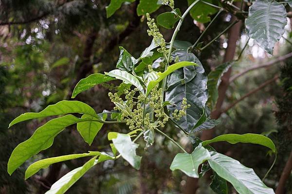 四分尾山森態萬花筒-臺灣原生植物-三刈葉