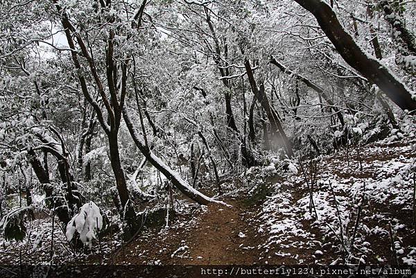 2016年1月24日四分尾山生態園區雪景