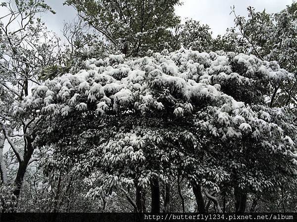 2016年1月24日霸王寒流造訪園區即景(植物篇)