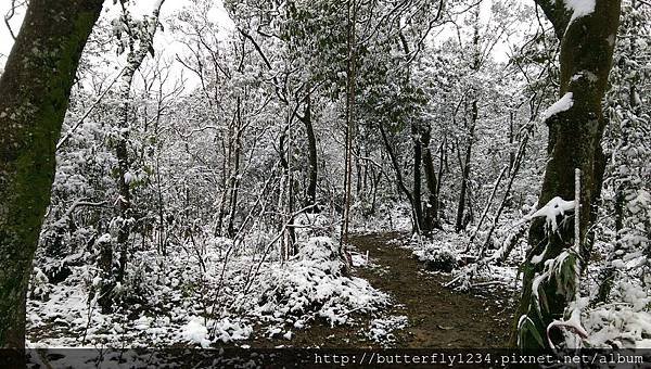 四分尾山森態萬花筒-雪景