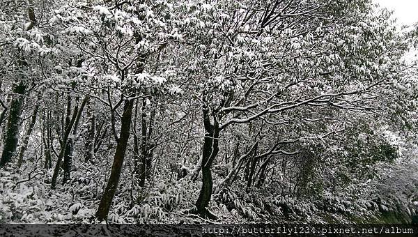 四分尾山森態萬花筒-雪景