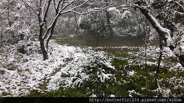 四分尾山森態萬花筒-雪景