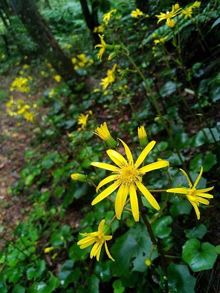 20171028山菊花況.jpg