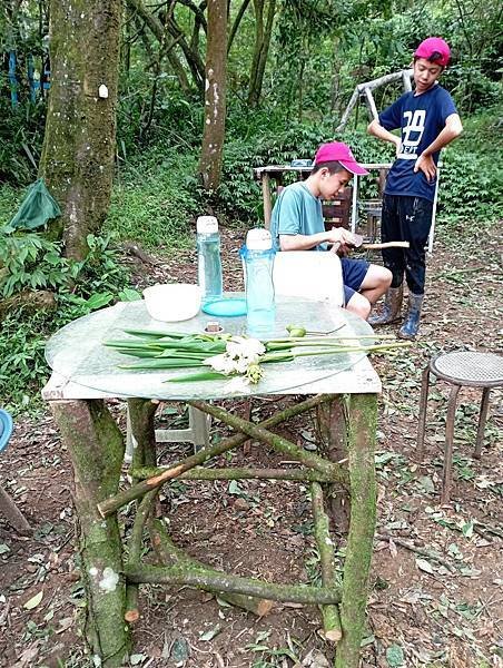 20230805尋找幼蟲的蹤跡 -尋食草找幼蟲與飼養 廖學