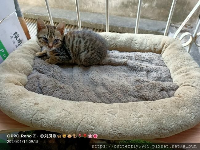 同一個貓媽媽生ㄉ 但為何一個健康一個生病!?